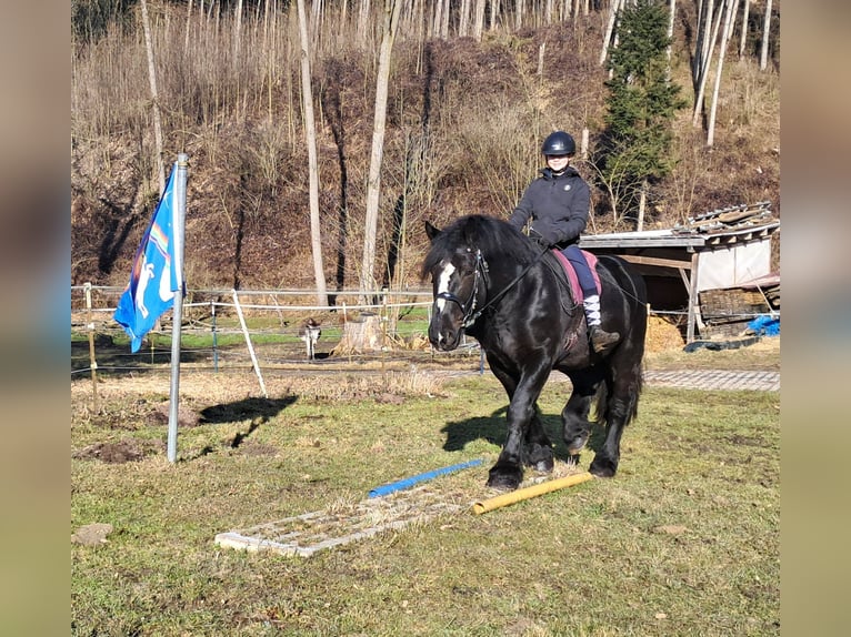 Percherón Caballo castrado 6 años 169 cm Negro in Bayerbach