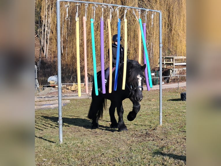 Percherón Caballo castrado 6 años 169 cm Negro in Bayerbach