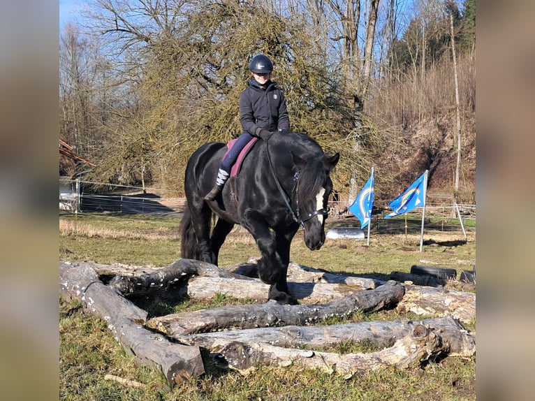 Percherón Caballo castrado 6 años 169 cm Negro in Bayerbach