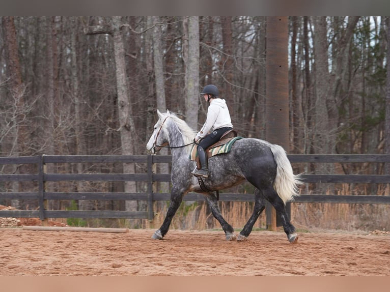 Percherón Mestizo Caballo castrado 6 años 170 cm Tordo in Clover