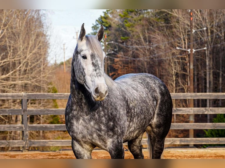 Percherón Mestizo Caballo castrado 6 años 170 cm Tordo in Clover