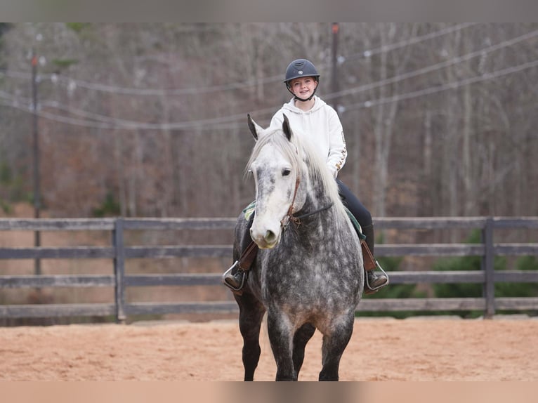 Percherón Mestizo Caballo castrado 6 años 170 cm Tordo in Clover