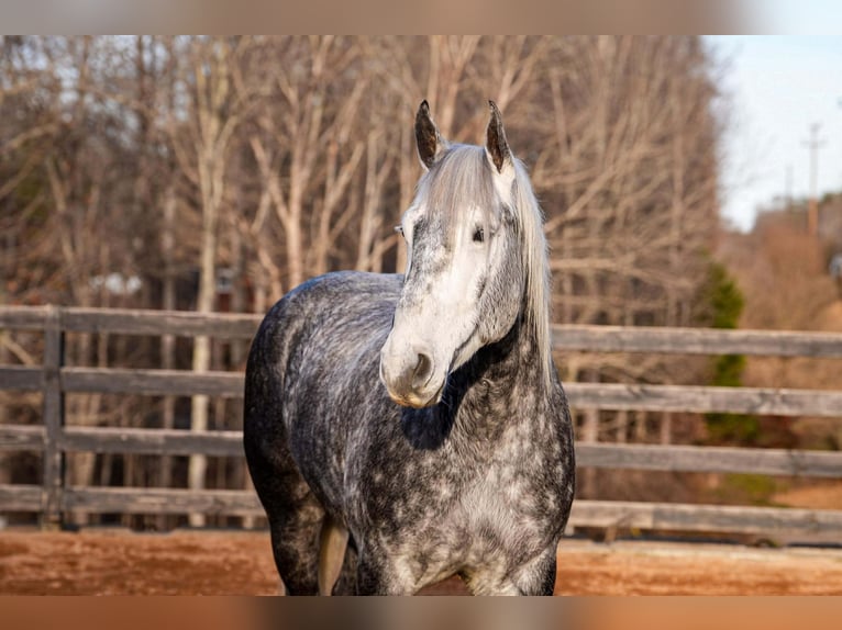 Percherón Mestizo Caballo castrado 6 años 170 cm Tordo in Clover