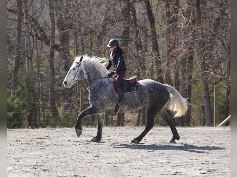 Percherón Mestizo Caballo castrado 6 años 170 cm Tordo in Clover