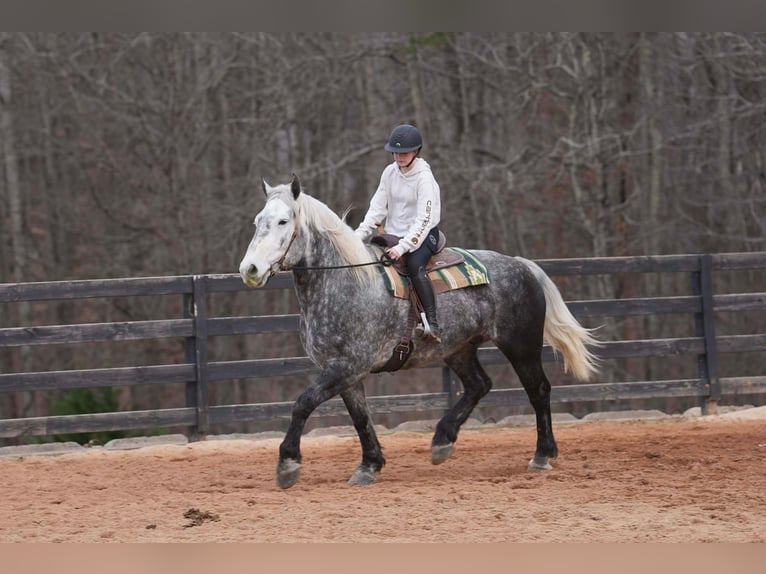 Percherón Mestizo Caballo castrado 6 años 170 cm Tordo in Clover