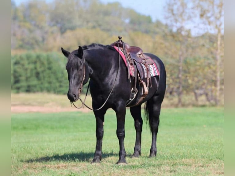 Percherón Mestizo Caballo castrado 6 años 173 cm Negro in Clover