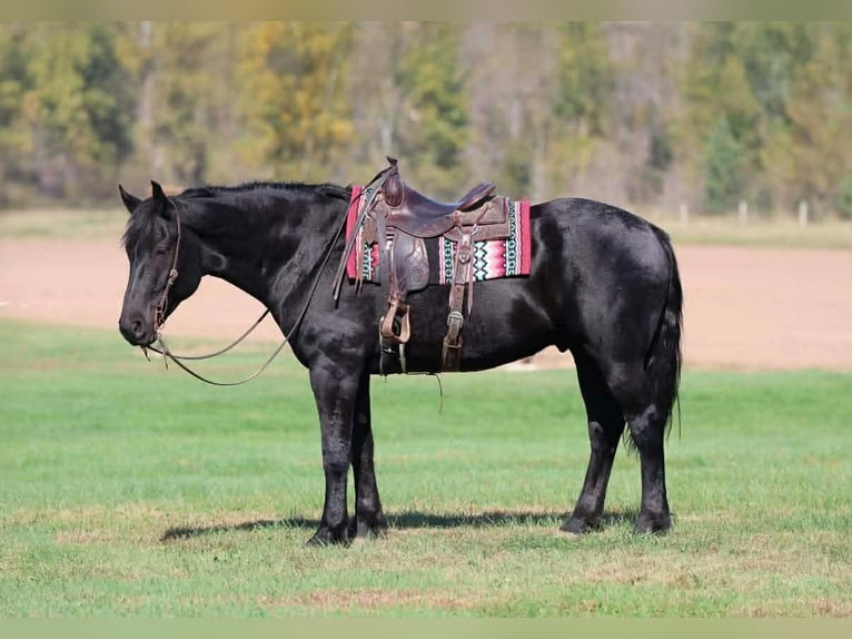 Percherón Mestizo Caballo castrado 6 años 173 cm Negro in Clover