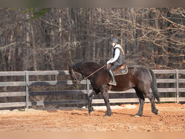 Percherón Mestizo Caballo castrado 6 años 173 cm Negro in Clover
