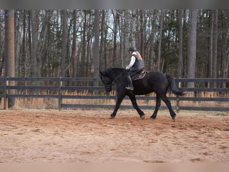 Percherón Mestizo Caballo castrado 6 años 173 cm Negro in Clover