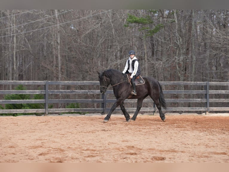 Percherón Mestizo Caballo castrado 6 años 173 cm Negro in Clover