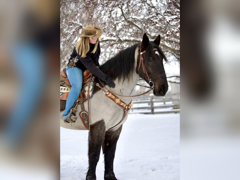 Percherón Mestizo Caballo castrado 6 años 173 cm Ruano azulado in Littlestown, PA