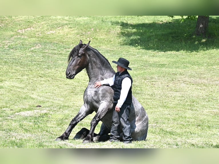 Percherón Caballo castrado 6 años 173 cm Ruano azulado in Fairbank IA