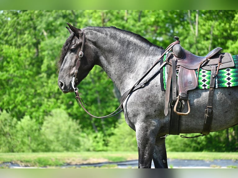 Percherón Caballo castrado 6 años 173 cm Ruano azulado in Fairbank IA