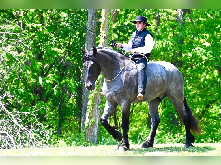 Percherón Caballo castrado 6 años 173 cm Ruano azulado in Fairbank IA