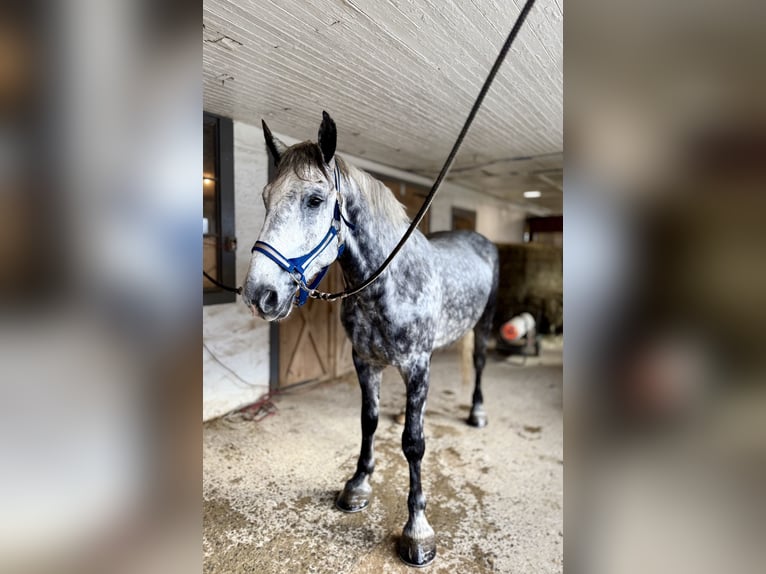 Percherón Mestizo Caballo castrado 6 años 173 cm Tordo in Gap