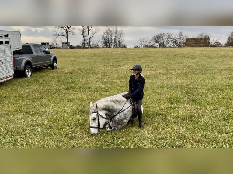 Percherón Mestizo Caballo castrado 6 años 173 cm Tordo in Gap