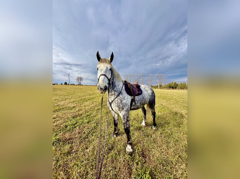 Percherón Mestizo Caballo castrado 6 años 173 cm Tordo in Gap