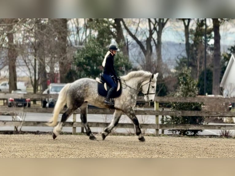 Percherón Mestizo Caballo castrado 6 años 173 cm Tordo in Gap