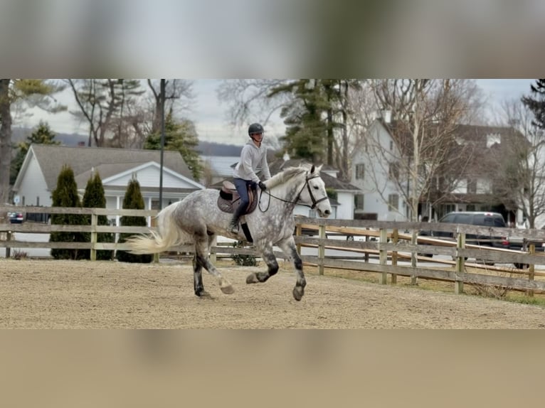 Percherón Mestizo Caballo castrado 6 años 173 cm Tordo in Gap