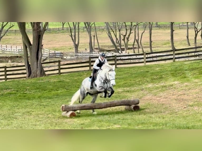 Percherón Mestizo Caballo castrado 6 años 173 cm Tordo in Gap