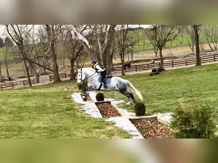 Percherón Mestizo Caballo castrado 6 años 173 cm Tordo in Gap
