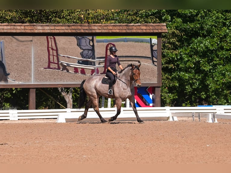 Percherón Mestizo Caballo castrado 6 años 175 cm Castaño-ruano in Clover, SC