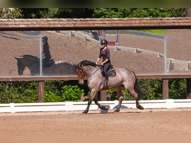 Percherón Mestizo Caballo castrado 6 años 175 cm Castaño-ruano in Clover, SC