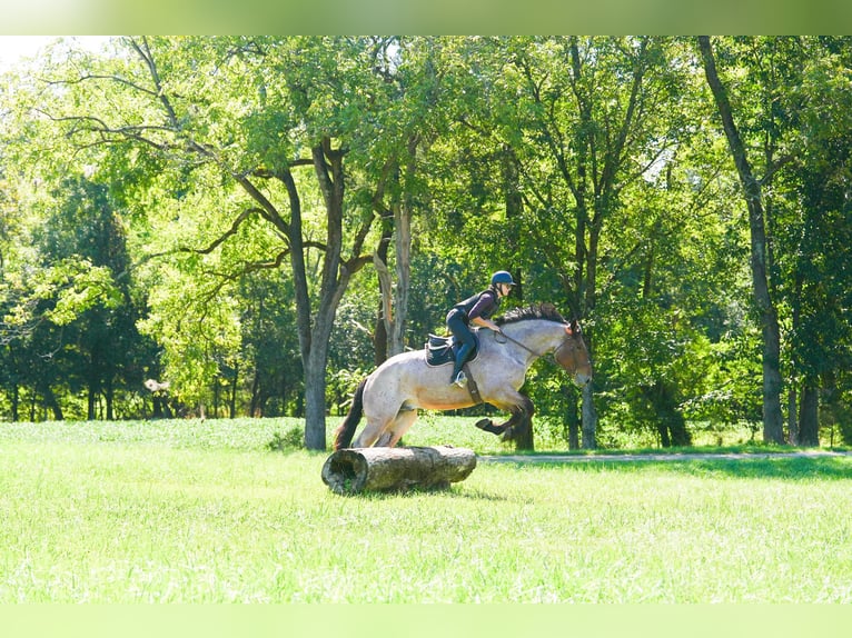 Percherón Mestizo Caballo castrado 6 años 175 cm Castaño-ruano in Clover, SC