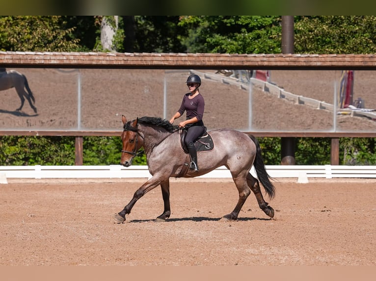Percherón Mestizo Caballo castrado 6 años 175 cm Castaño-ruano in Clover, SC