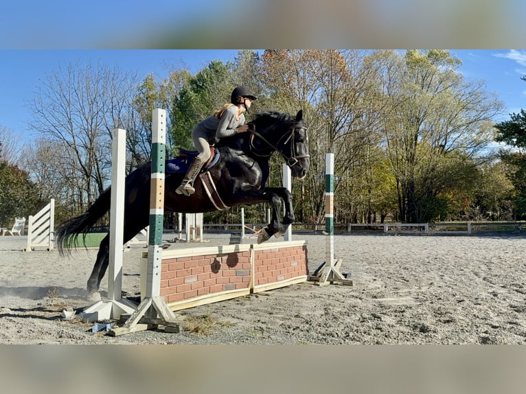 Percherón Mestizo Caballo castrado 6 años 175 cm Negro in Tuscarora