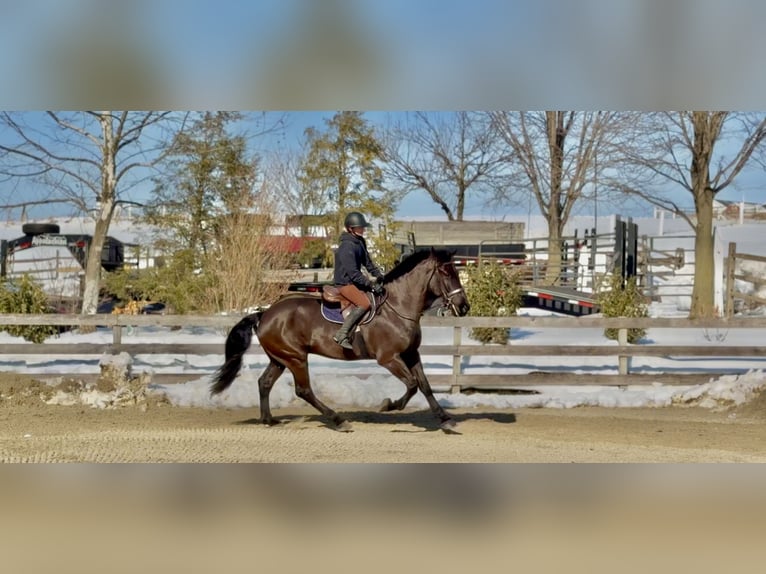 Percherón Mestizo Caballo castrado 6 años 175 cm Negro in Gap