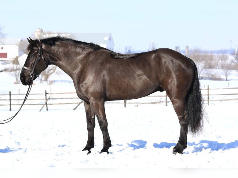 Percherón Mestizo Caballo castrado 6 años 175 cm Negro in Gap