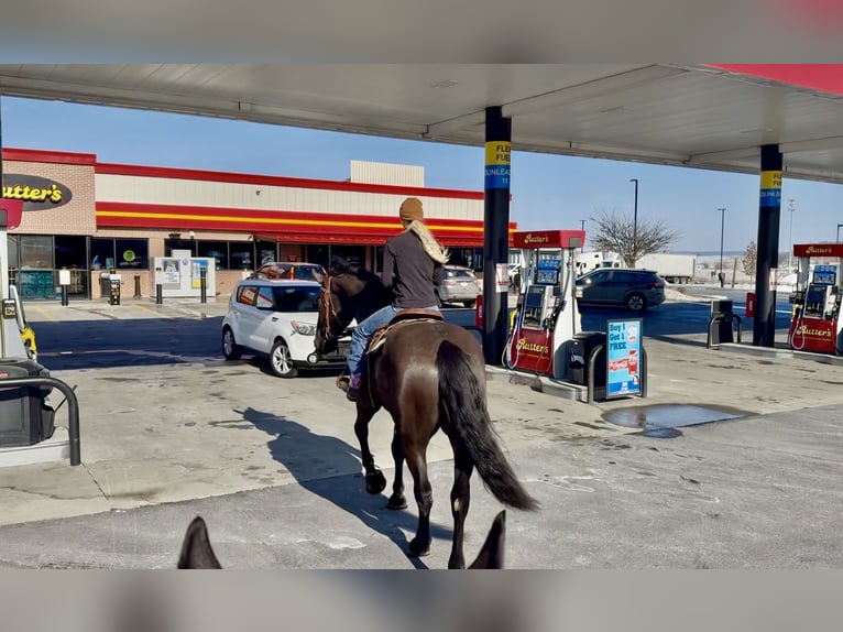 Percherón Mestizo Caballo castrado 6 años 175 cm Negro in Gap