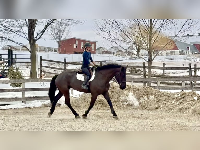Percherón Mestizo Caballo castrado 6 años 175 cm Negro in Gap