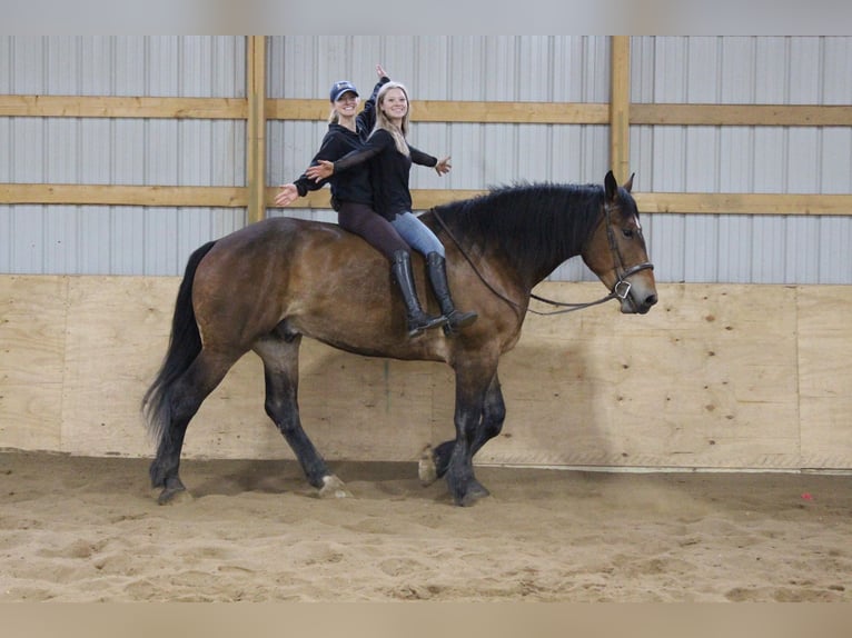 Percherón Caballo castrado 6 años Castaño rojizo in Howell MI