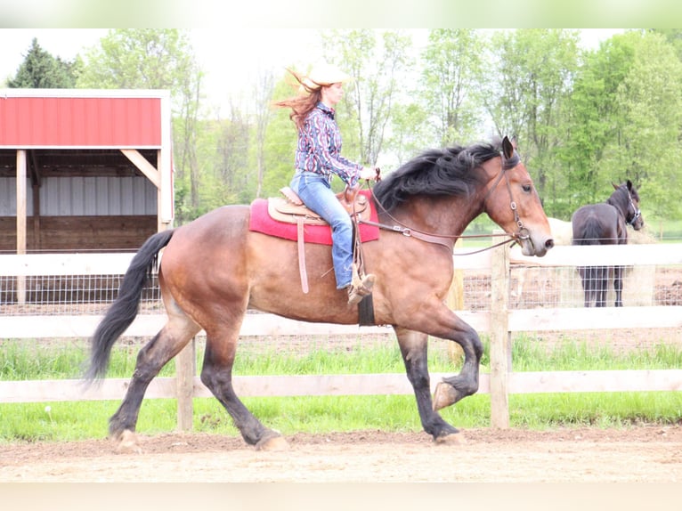 Percherón Caballo castrado 6 años Castaño rojizo in Howell MI