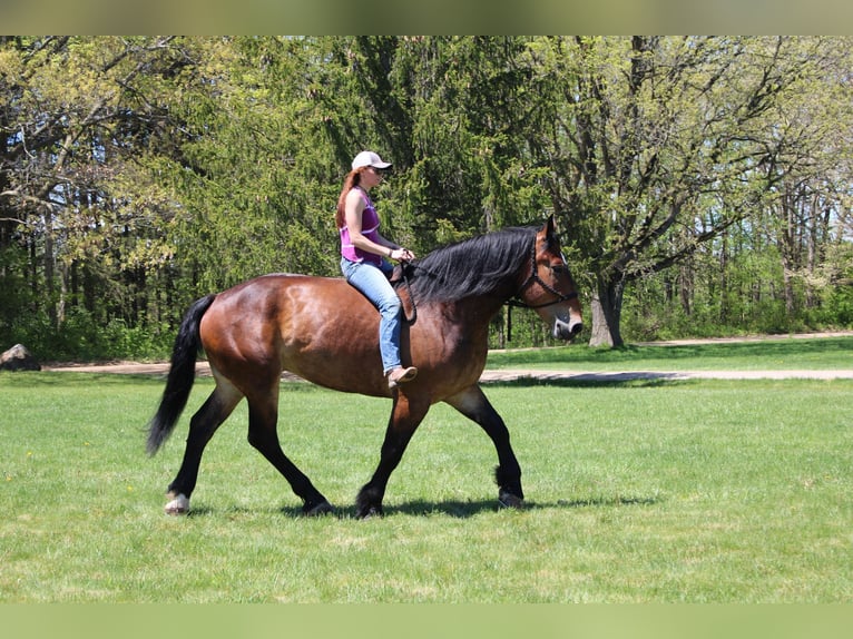 Percherón Caballo castrado 6 años Castaño rojizo in Howell MI