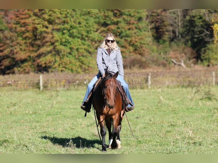 Percherón Mestizo Caballo castrado 6 años Castaño rojizo in Beaver Springs