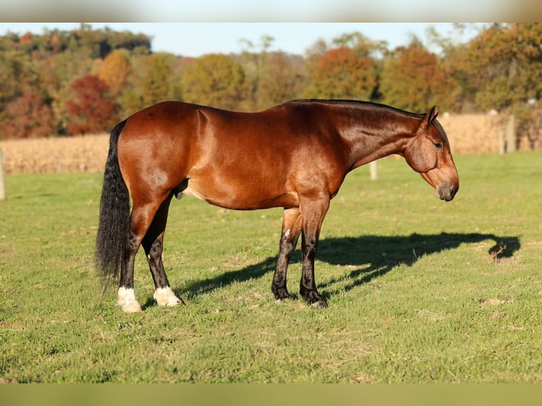 Percherón Mestizo Caballo castrado 6 años Castaño rojizo in Beaver Springs