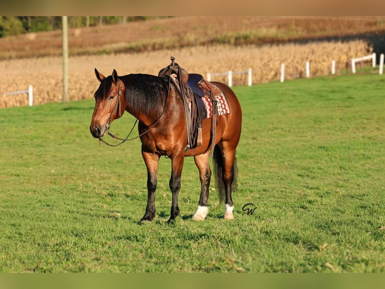Percherón Mestizo Caballo castrado 6 años Castaño rojizo in Beaver Springs