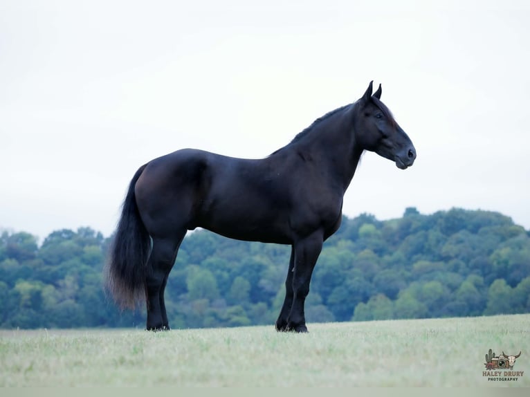 Percherón Caballo castrado 6 años Negro in Auburn