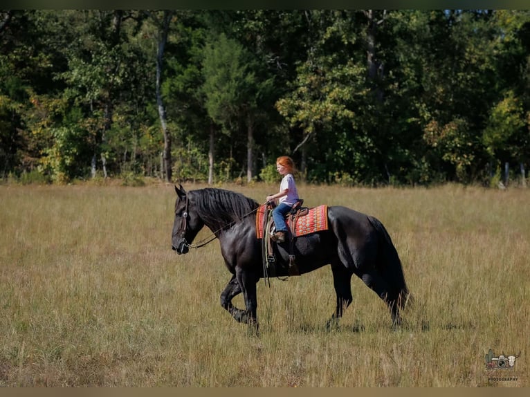 Percherón Caballo castrado 6 años Negro in Auburn