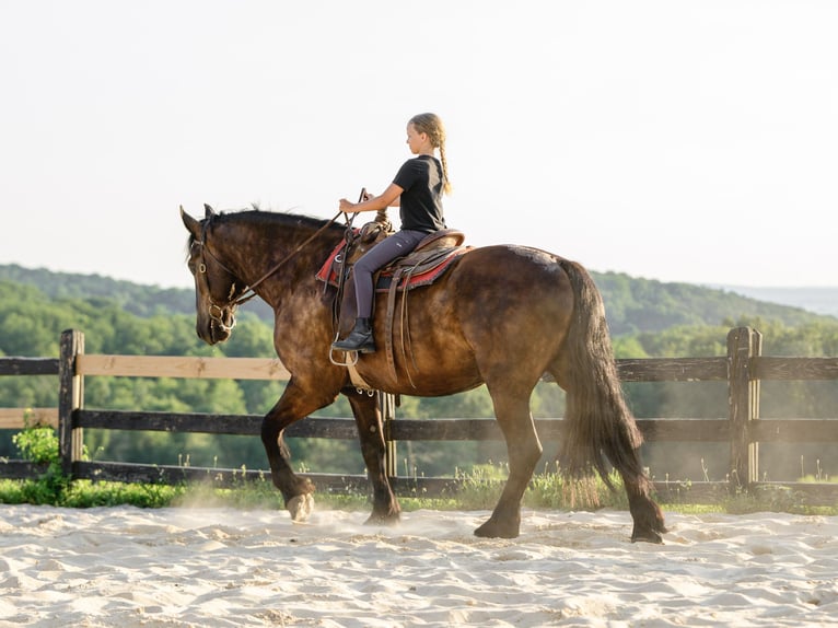 Percherón Mestizo Caballo castrado 6 años Negro in Honey Brook