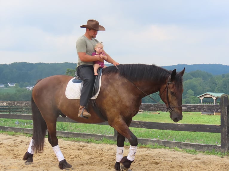 Percherón Mestizo Caballo castrado 6 años Negro in Honey Brook