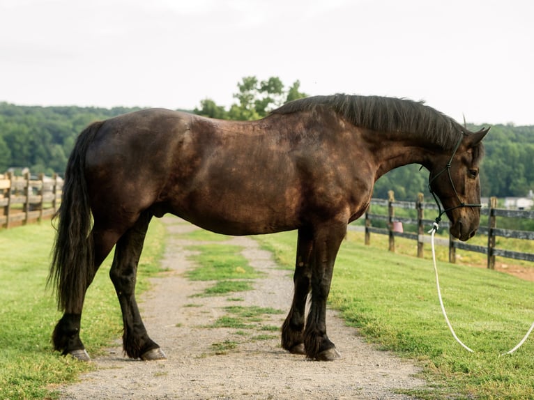 Percherón Mestizo Caballo castrado 6 años Negro in Honey Brook
