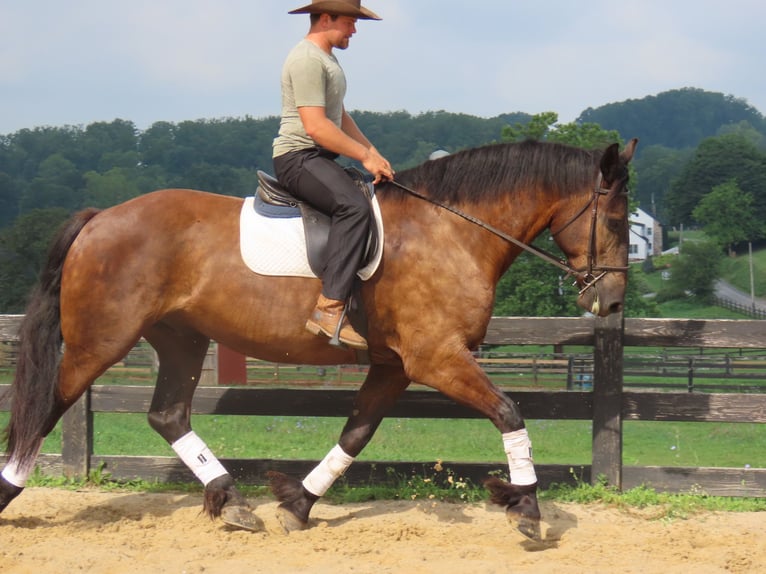 Percherón Mestizo Caballo castrado 6 años Negro in Honey Brook