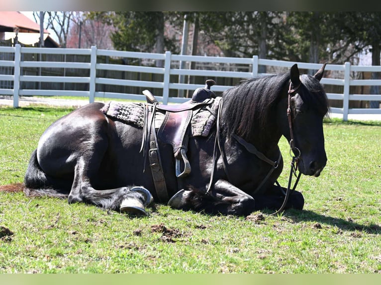 Percherón Caballo castrado 6 años Negro in Sturgis, KY