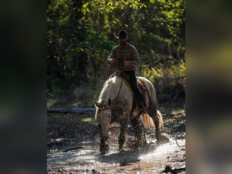 Percherón Mestizo Caballo castrado 6 años Tordo rodado in Weatherford