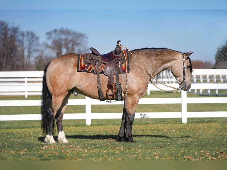 Percherón Mestizo Caballo castrado 7 años 160 cm Buckskin/Bayo in Independence