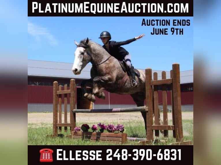Percherón Caballo castrado 7 años 160 cm Tordo rodado in Howell MI